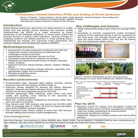 Participatory Varietal Selection (PVS) and Scaling of Enset landraces