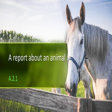 A report about an animal