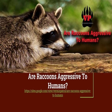 Are Raccoons Aggressive To Humans