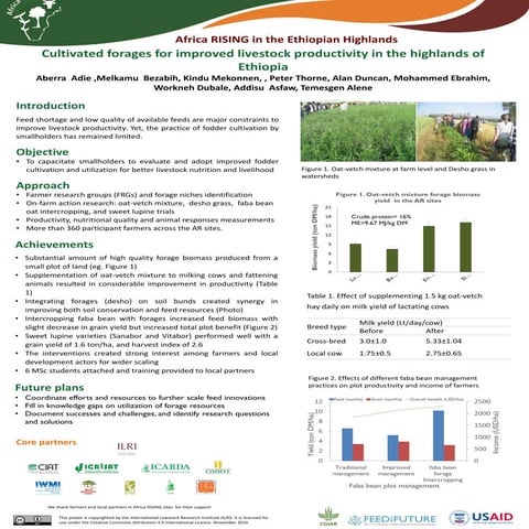 Cultivated forages for improved livestock productivity in the highlands of Et...