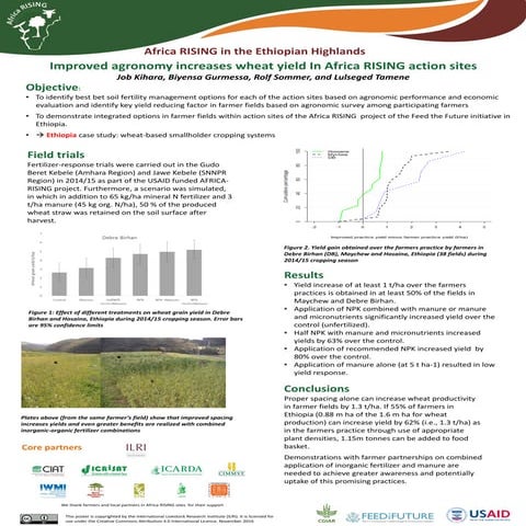 Improved agronomy increases wheat yield In Africa RISING action sites