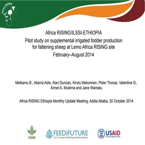 Africa RISING/ILSSI Ethiopia pilot study on supplemental irrigated fodder pro...