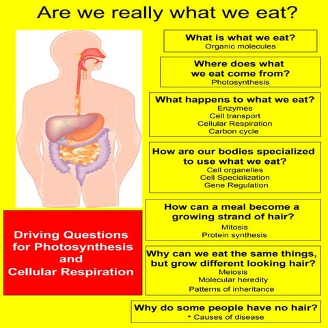 Are We Really What We Eat