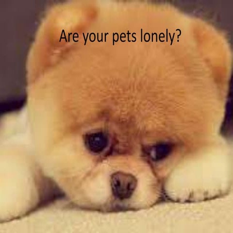 Are your pets lonely