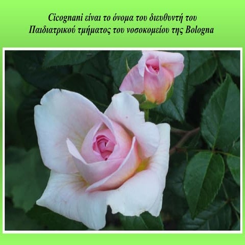 Argos Xoros - BUSY BEE