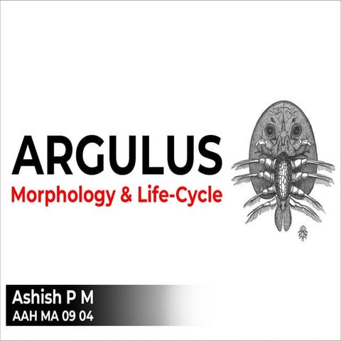 Argulus