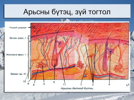 арьс | PPTX