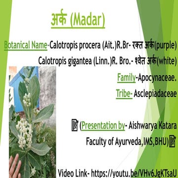Ark(calotropis) - by aishwarya katara | PDF