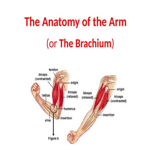 Arm muscle groups.pptx-anatomy-2.0.2.5.-
