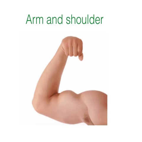 Arm+shoulder anatomy***