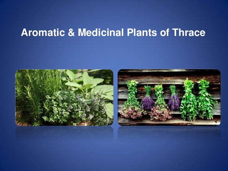 Aromatic & medicinal plants of Thrace map