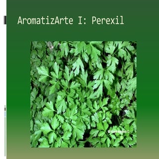 AromatizArte I: perexil