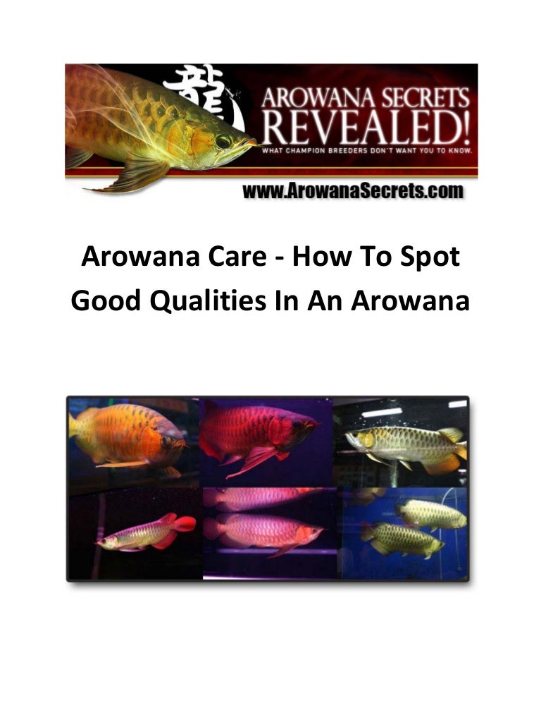 arowana care how to