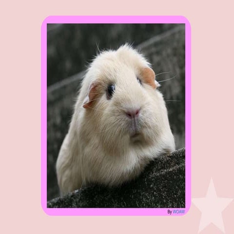 "Guinea Pigs in Technology" or geek girls are cool