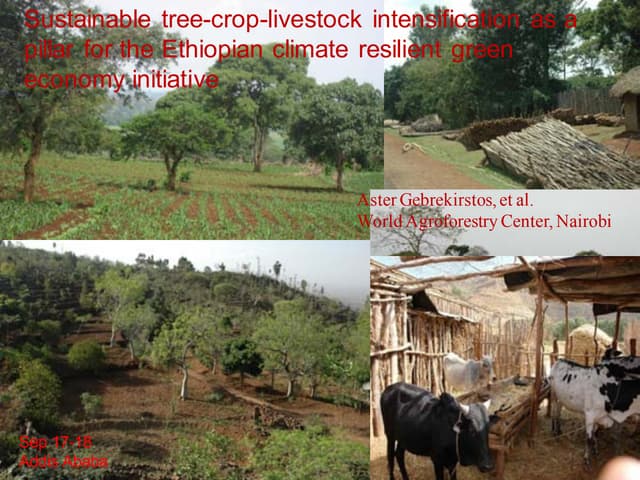 Sustainable tree-crop-livestock intensification as a pillar for the Ethiopian...