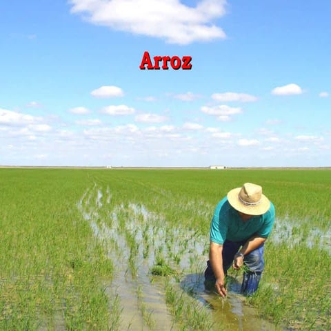 Arroz