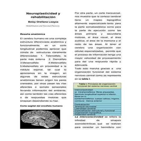 Artículo neuroplasticidad y rehabilitación