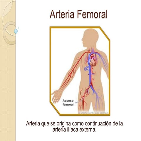 Arteria femoral