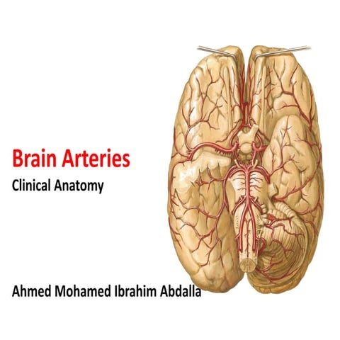 Arterial supply of brain