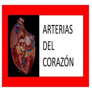 Arterias del corazon