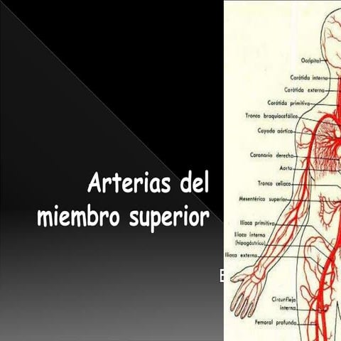 Arterias del miembro superior