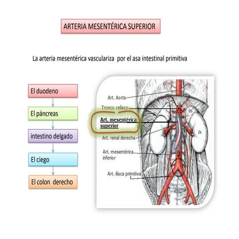 ARTERIIAS MESENTERICAS | PPTX