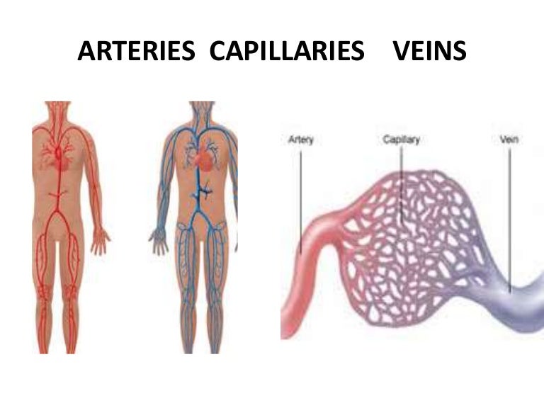 Arteries capillaries veins