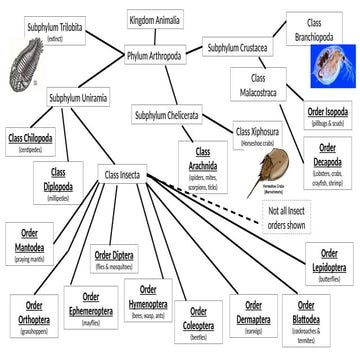 Arthropod-Classification-Image powerpoint-1.pptx