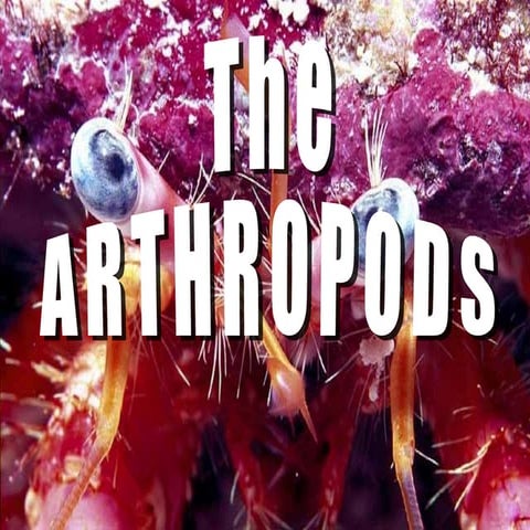 A R T H R O P O D A