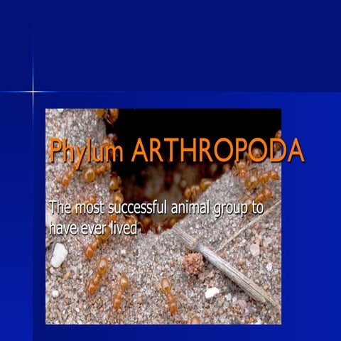 Arthropoda