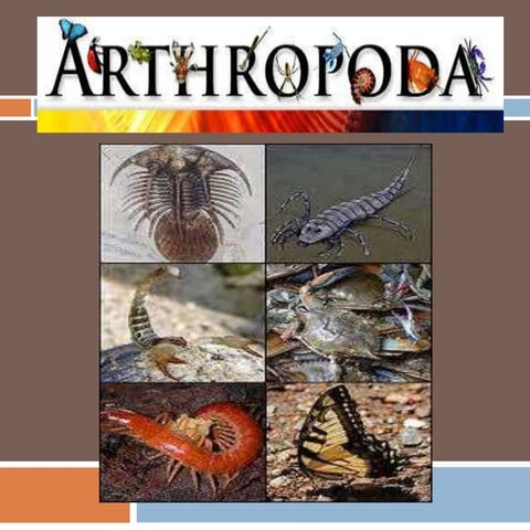 Arthropoda | PPT