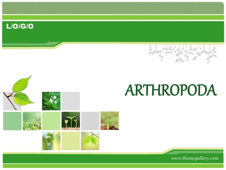 Arthropoda