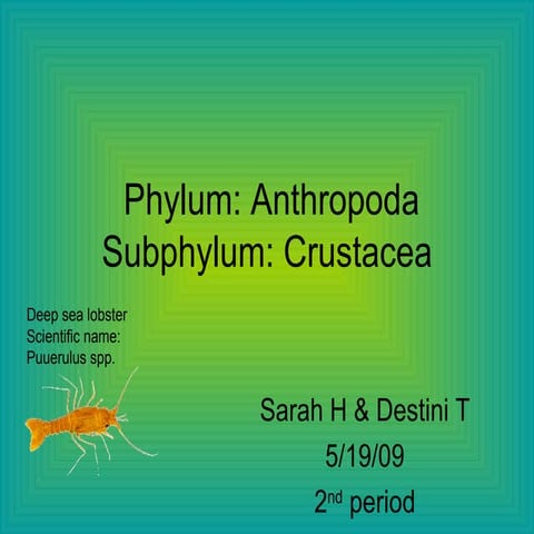Arthropoda Crustacea