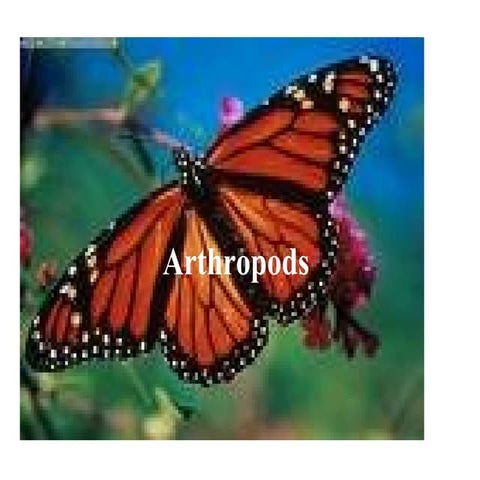 Arthropods