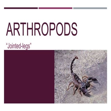 Arthropods