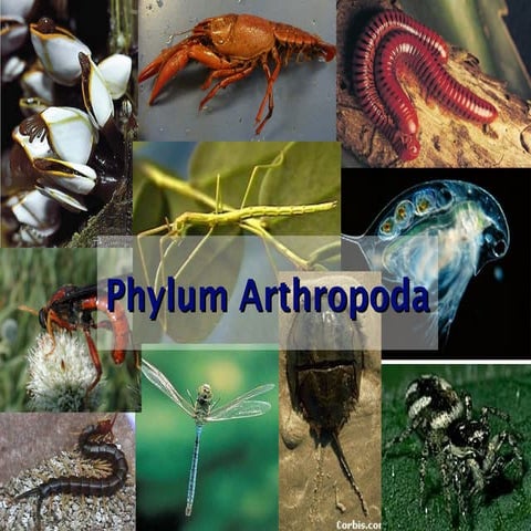 Arthropods_complete classification types .ppt