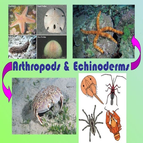 Arthropods & echinoderms