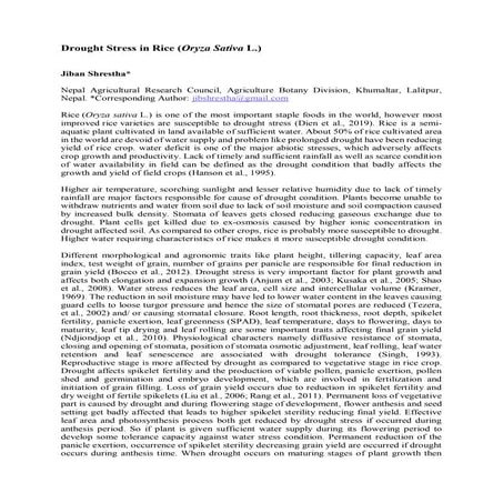 Drought Stress in Rice (Oryza Sativa L.) 