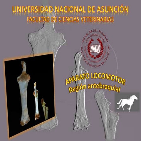 Articulación radio cubital de los animales domesticos