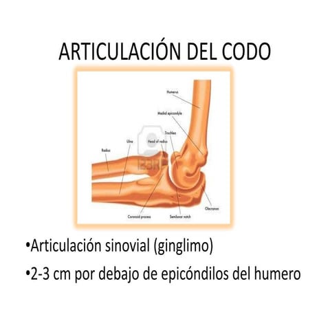 Articulacion del codo
