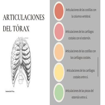 Articulaciones (1).pptx