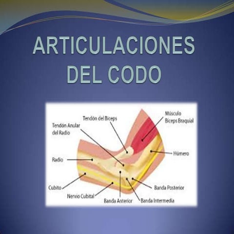 Articulaciones del codo