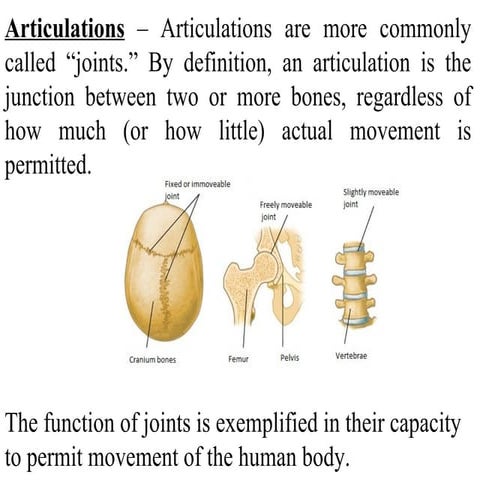 Articulations