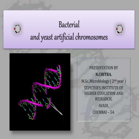 Artificial chromosomes - YAC and BAC