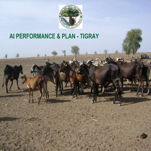 Artificial insimination performance in tigray