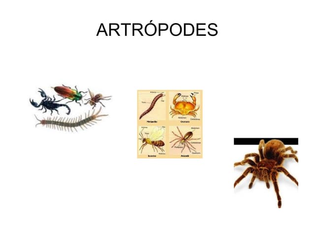 Artropodes