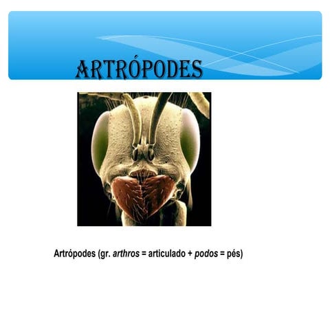 Artropodes