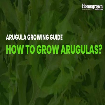 How to grow Arugula? | PDF