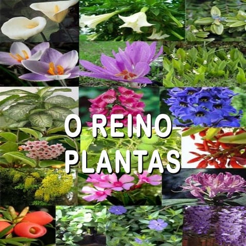 As plantas