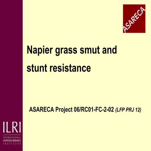 Napier grass smut and stunt resistance: Introducing the Project